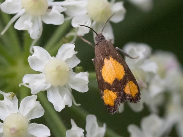 Oranje dwergbladroller (Pammene aurana)